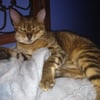 Molly H.